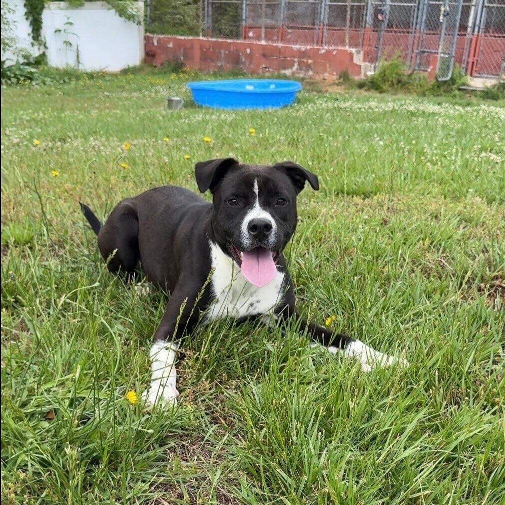 Dara, a ADOPTABLE mixed breed in Lancaster, SC image 1/2