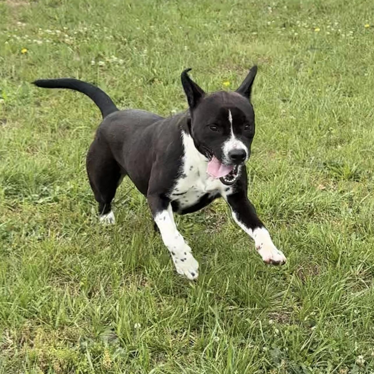 Dara, a ADOPTABLE mixed breed in Lancaster, SC image 2/2
