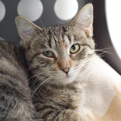 Frisky, a Adoptable Domestic Short Hair in Verona, WI image 1/3