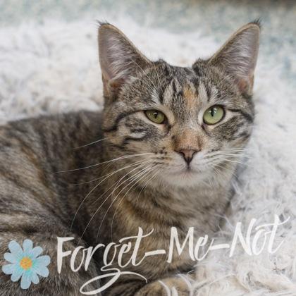 Enlarge Frisky, a Adoptable Domestic Short Hair in Verona, WI image 1/3