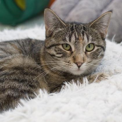 Enlarge Frisky, a Adoptable Domestic Short Hair in Verona, WI image 2/3