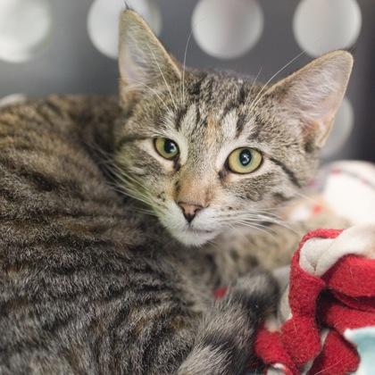 Frisky, a Adoptable Domestic Short Hair in Verona, WI image 2/3