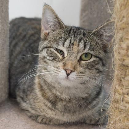 Frisky, a Adoptable Domestic Short Hair in Verona, WI image 3/3