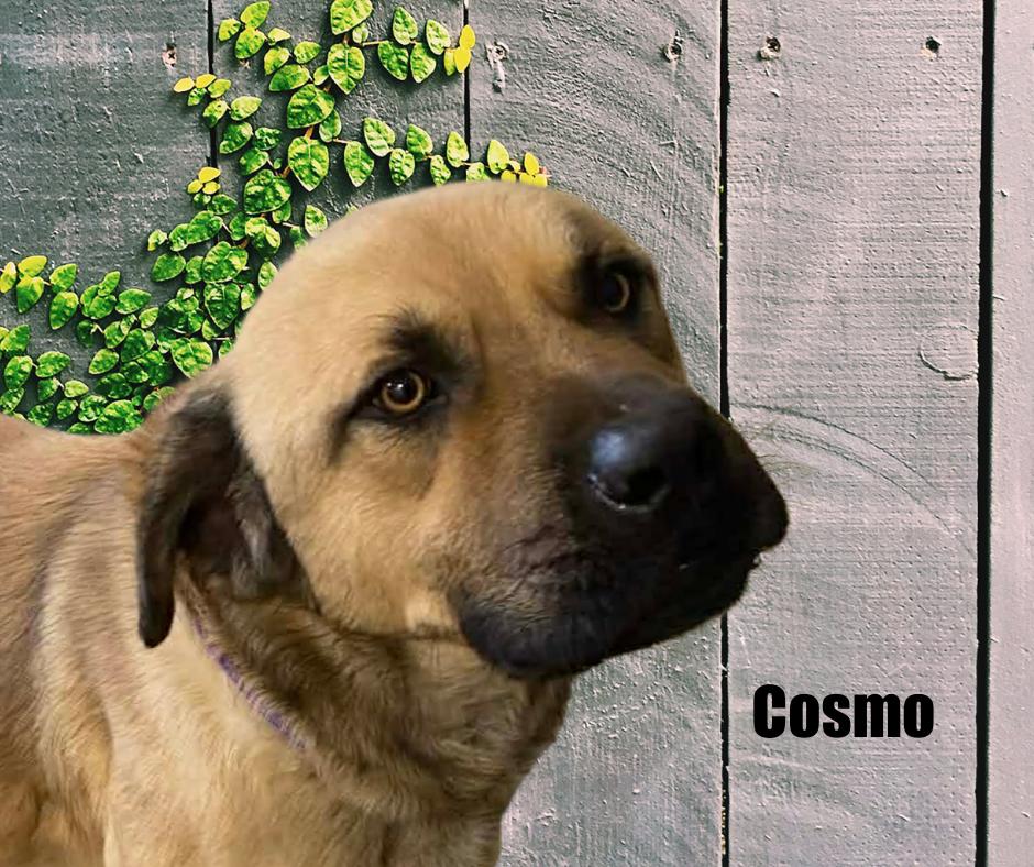 Cosmo, ADOPTABLE, Young Male Pit Bull Terrier & Great Pyrenees.