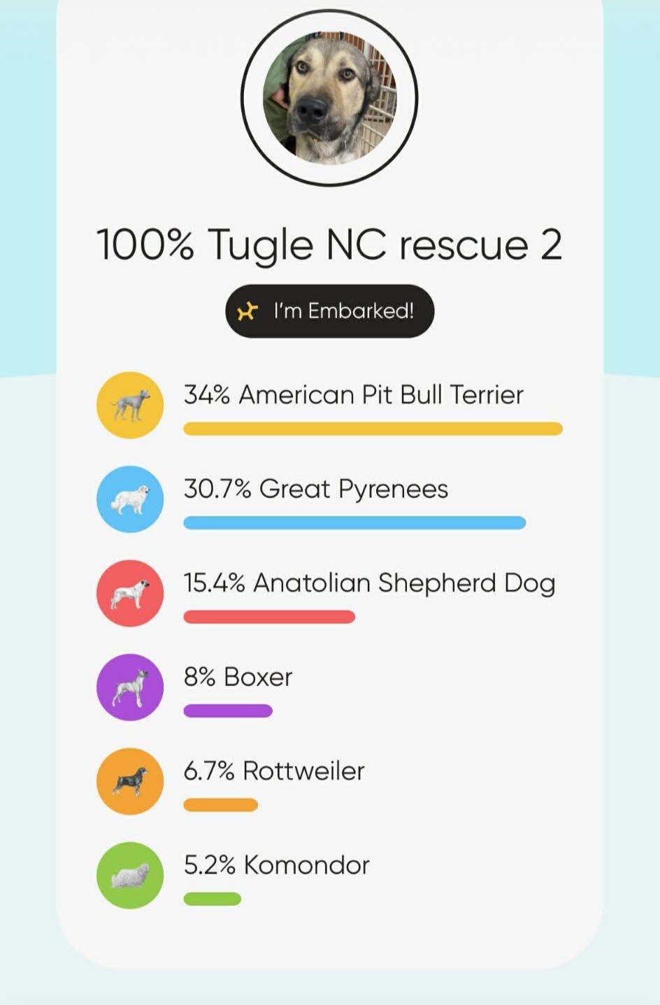 Enlarge Cosmo, a ADOPTABLE mixed breed in Marshville, NC image 2/2