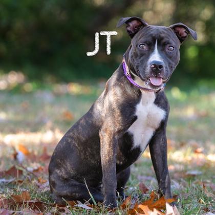 JT, Adoptable, Adult Male Pit Bull Terrier & Mixed Breed.
