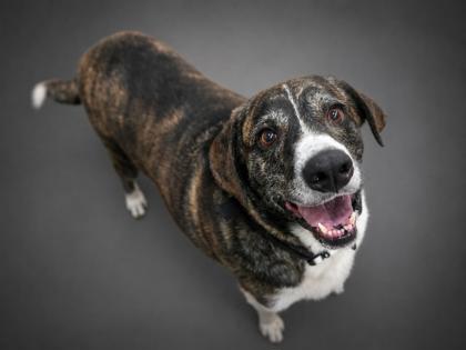 Peggie, Adoptable, Adult Female Mountain Cur & Mixed Breed.