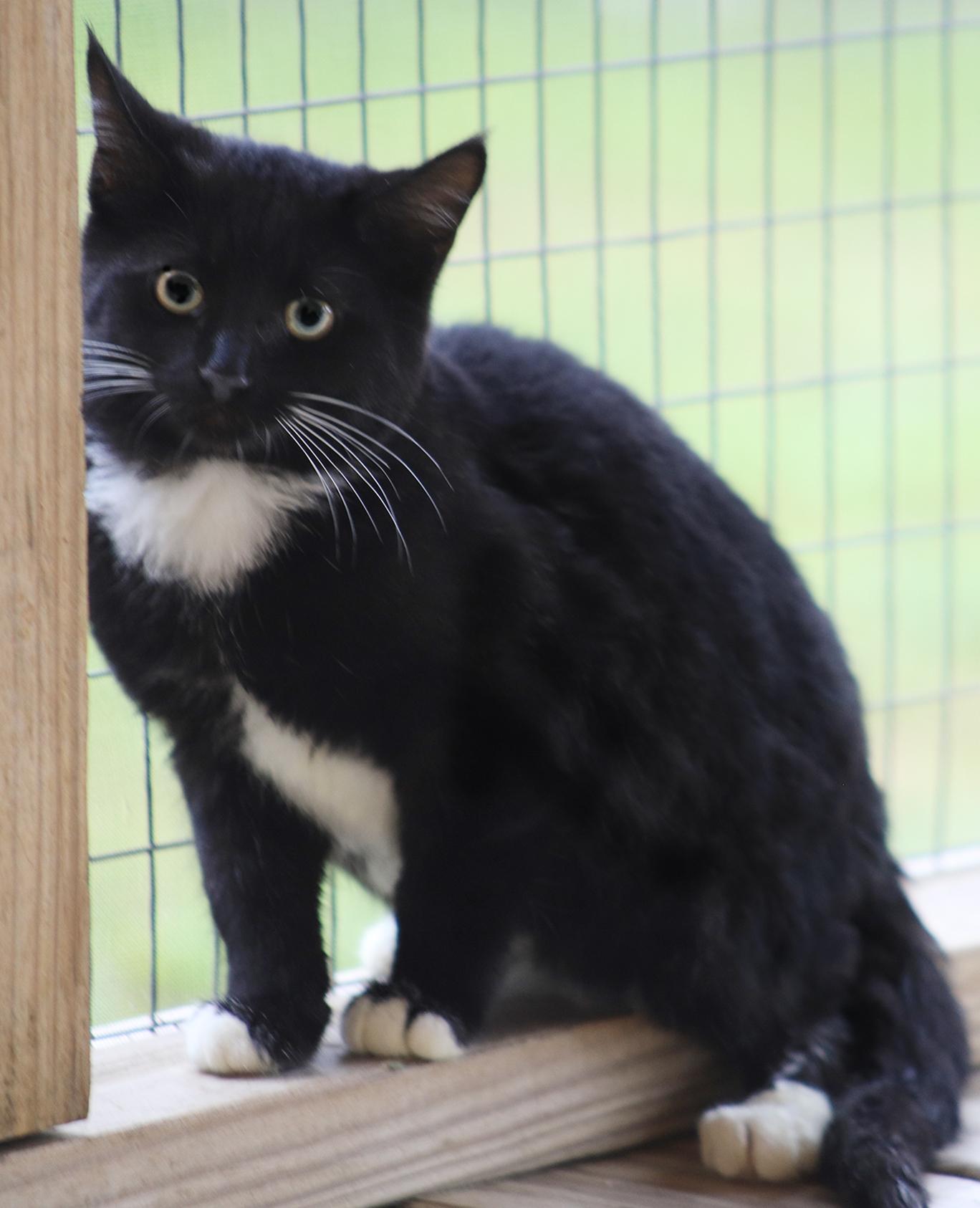 Enlarge Adam, an adopted Domestic Short Hair in North Fort Myers, FL image 3/3