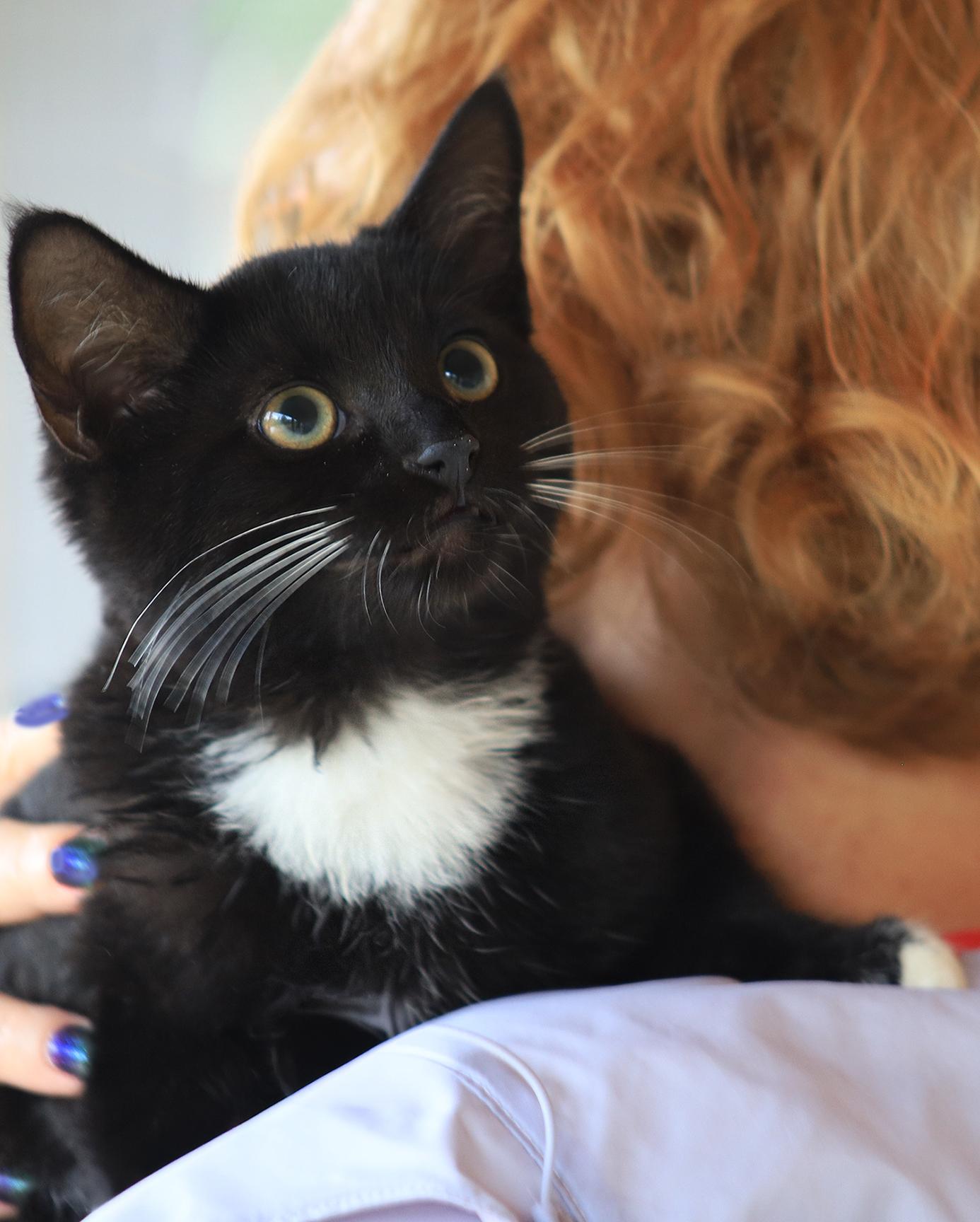 Adam, adopted, Young Male Domestic Short Hair.