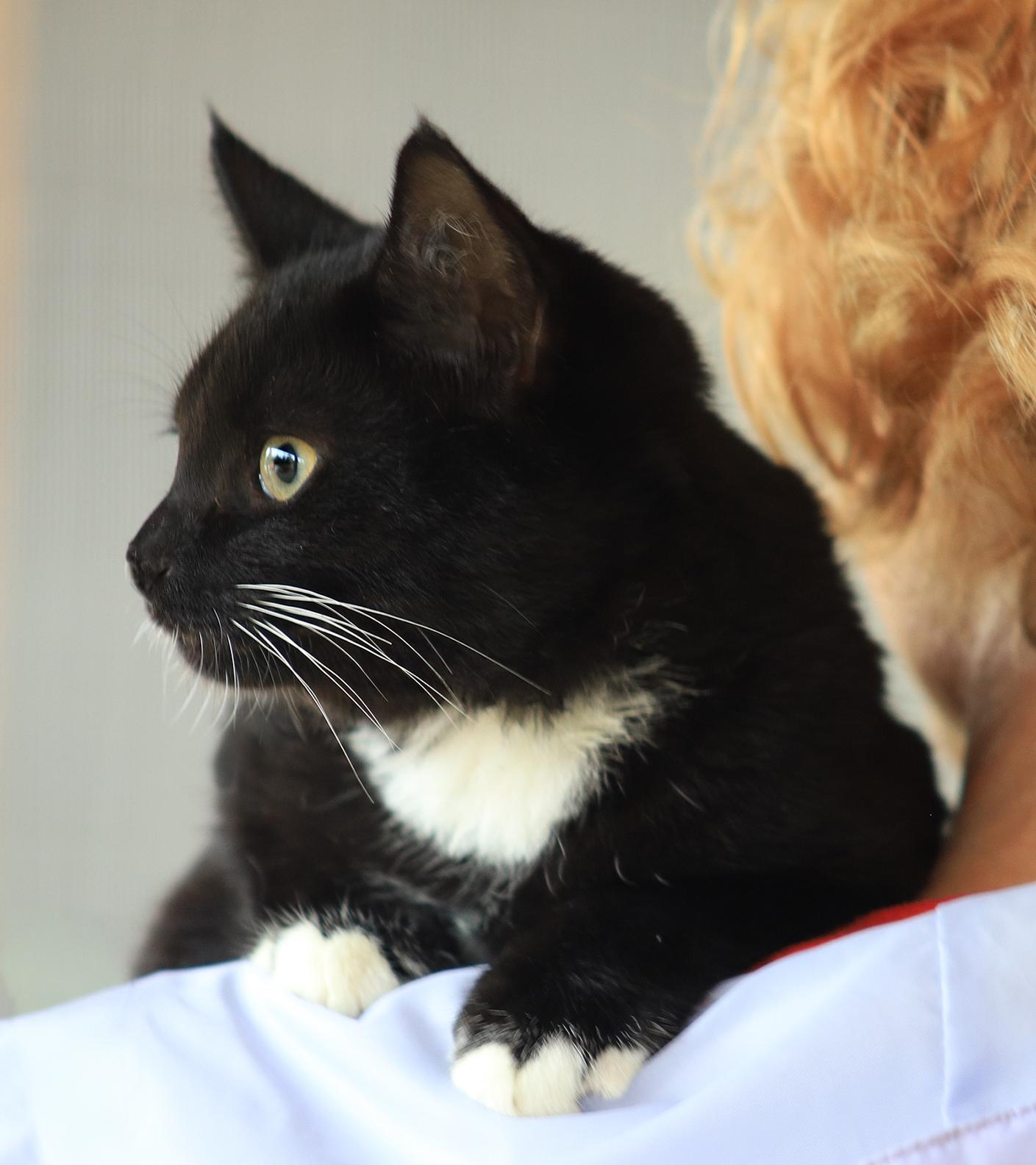 Enlarge Adam, an adopted Domestic Short Hair in North Fort Myers, FL image 2/3