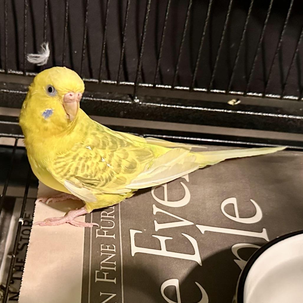 Enlarge Sunshine, a Adoptable Parakeet (Other) in Chesapeake, VA image 1/4