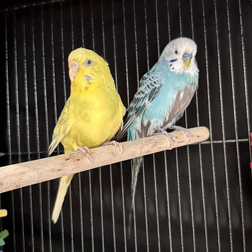 Enlarge Sunshine, a Adoptable Parakeet (Other) in Chesapeake, VA image 2/4