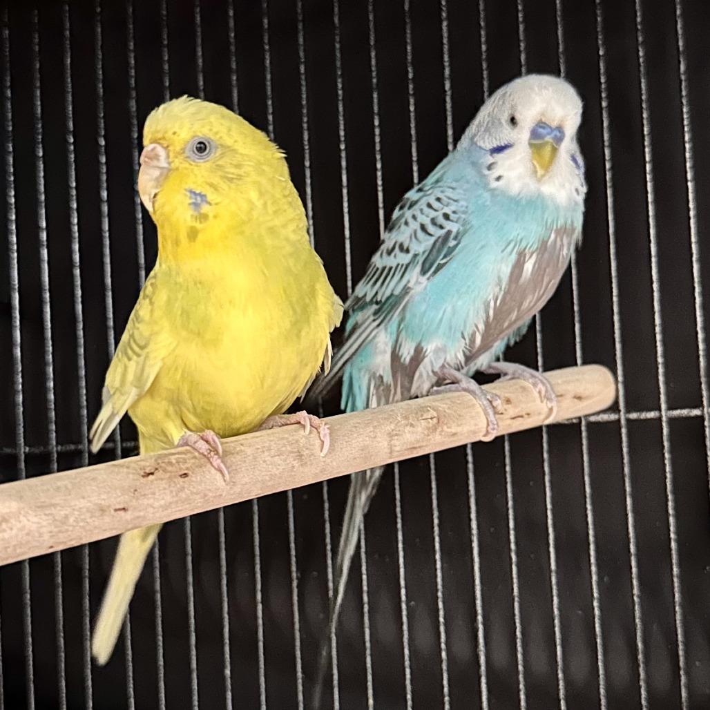 Enlarge Sunshine, a Adoptable Parakeet (Other) in Chesapeake, VA image 3/4