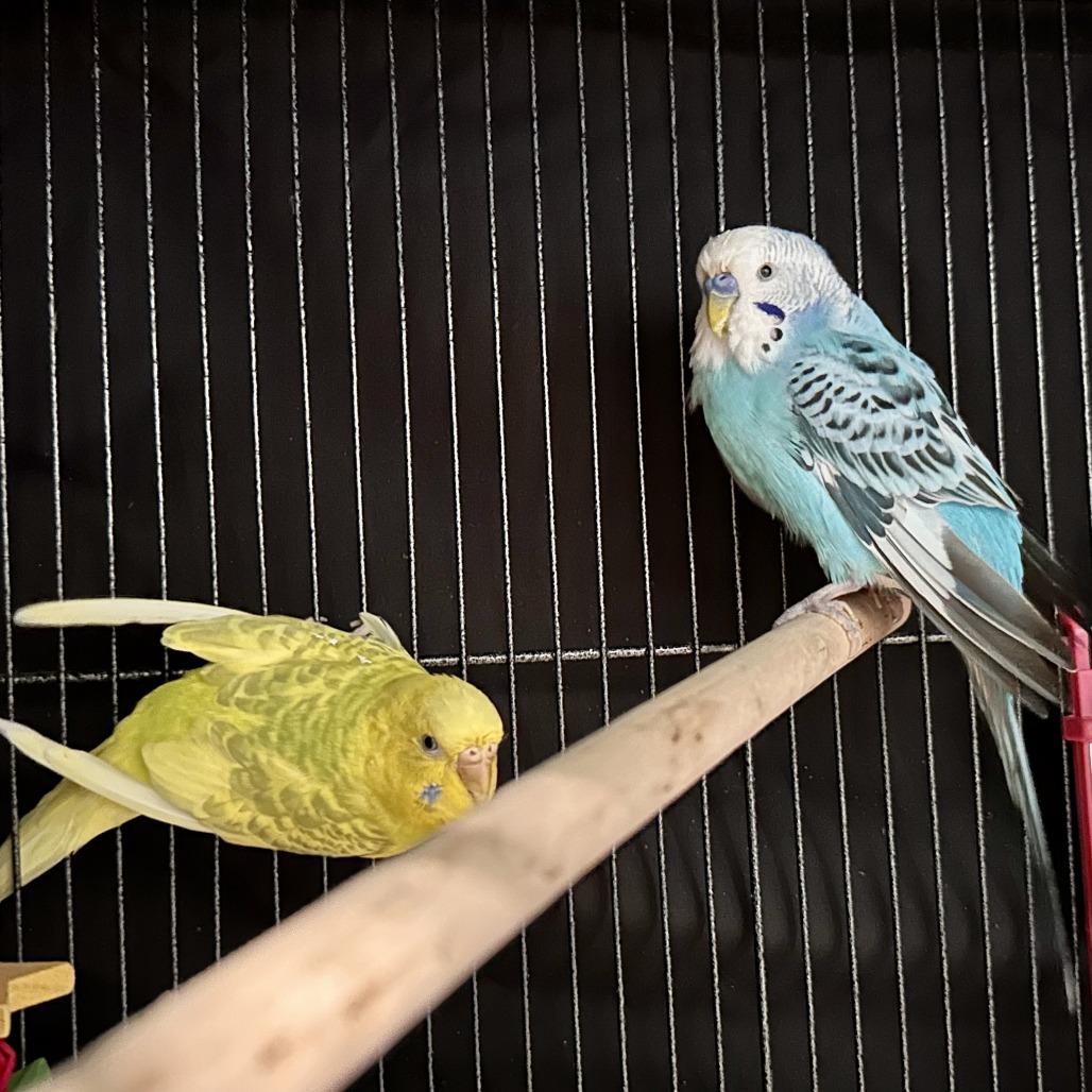 Enlarge Sunshine, a Adoptable Parakeet (Other) in Chesapeake, VA image 4/4