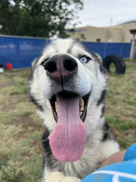 Enlarge Victor, a Adoptable mixed breed in Kennewick, WA image 5/6