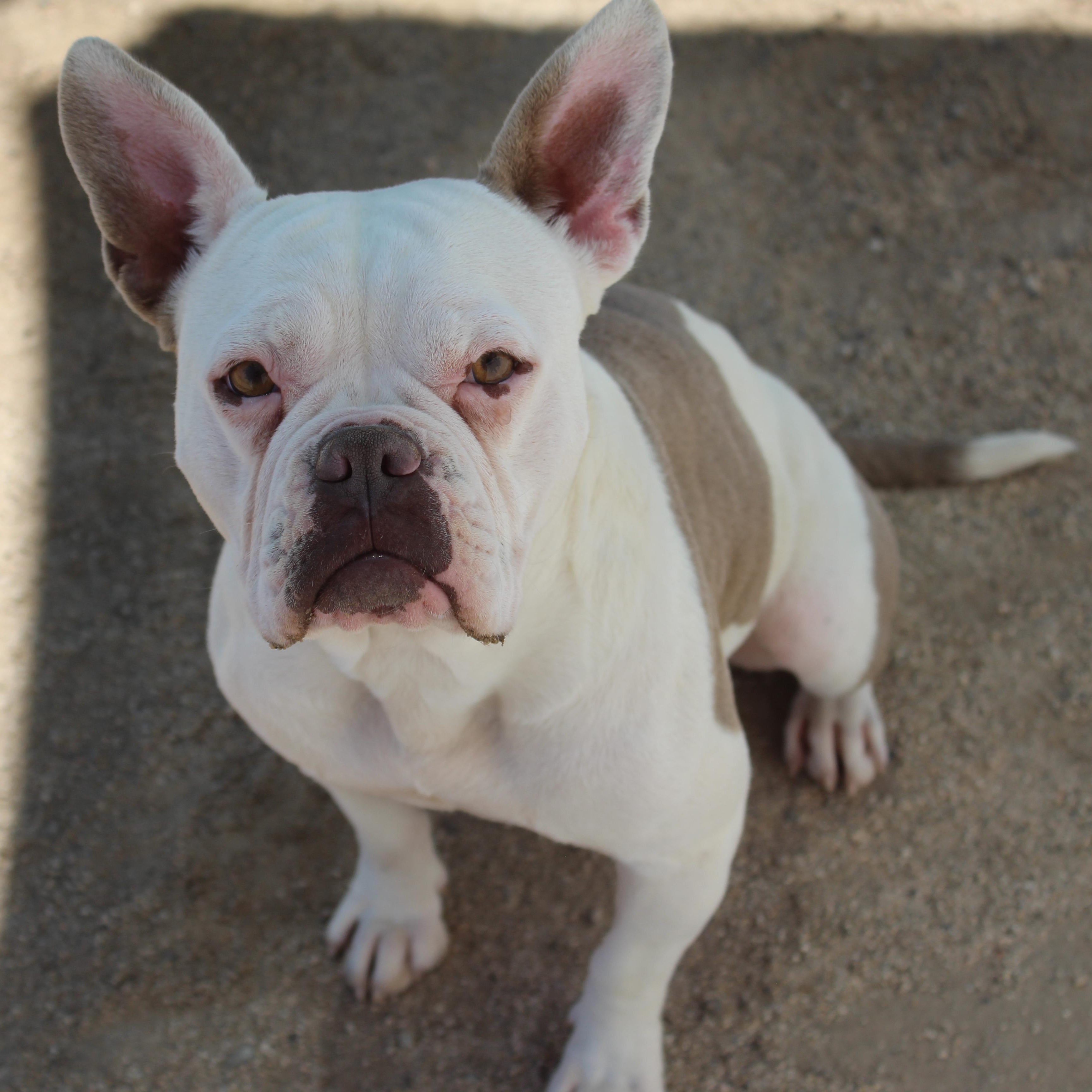 Enlarge Rose, an adopted mixed breed in Yucca Valley, CA image 2/6