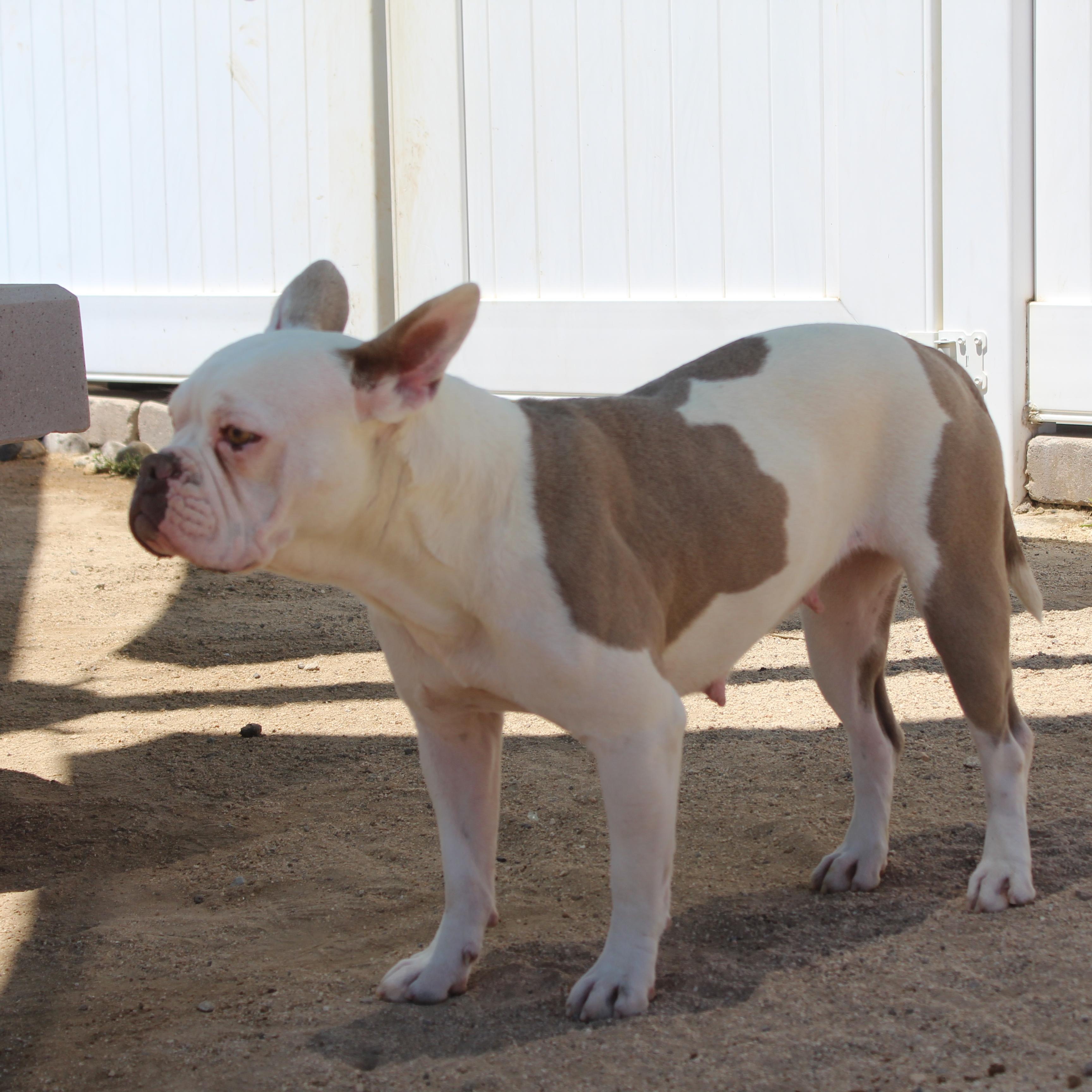 Enlarge Rose, an adopted mixed breed in Yucca Valley, CA image 5/6