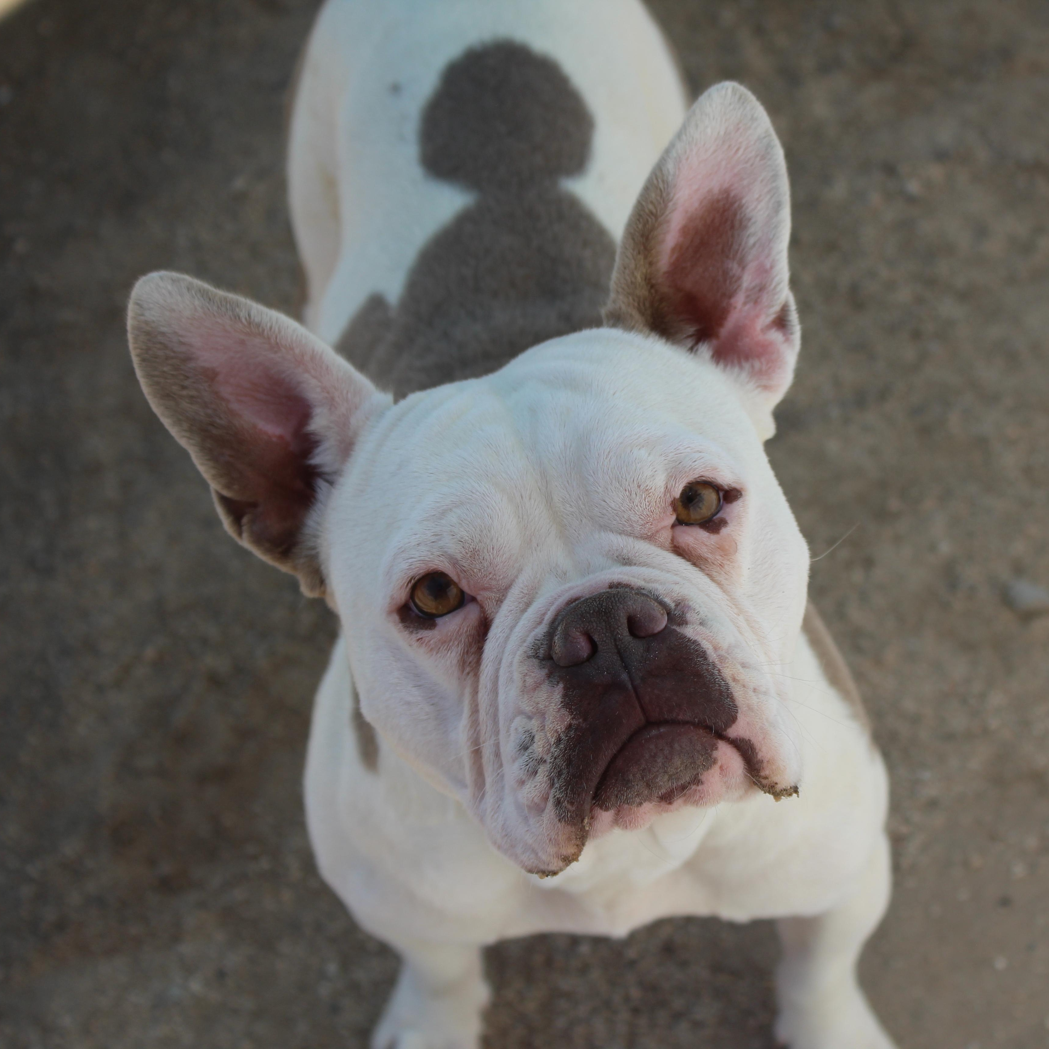 Rose, adopted, Young Female French Bulldog & Pit Bull Terrier.