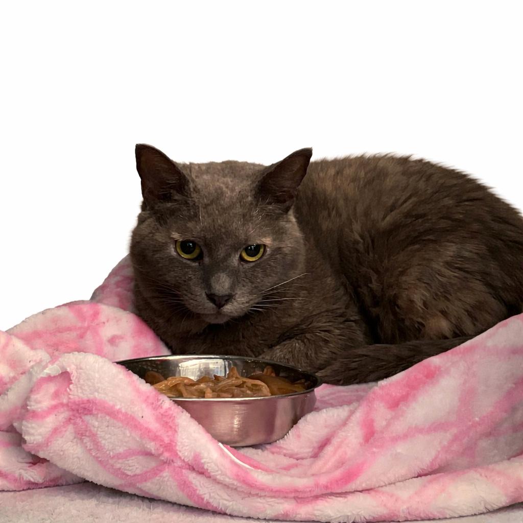 Gretchen, Adoptable, Adult Female Domestic Short Hair.