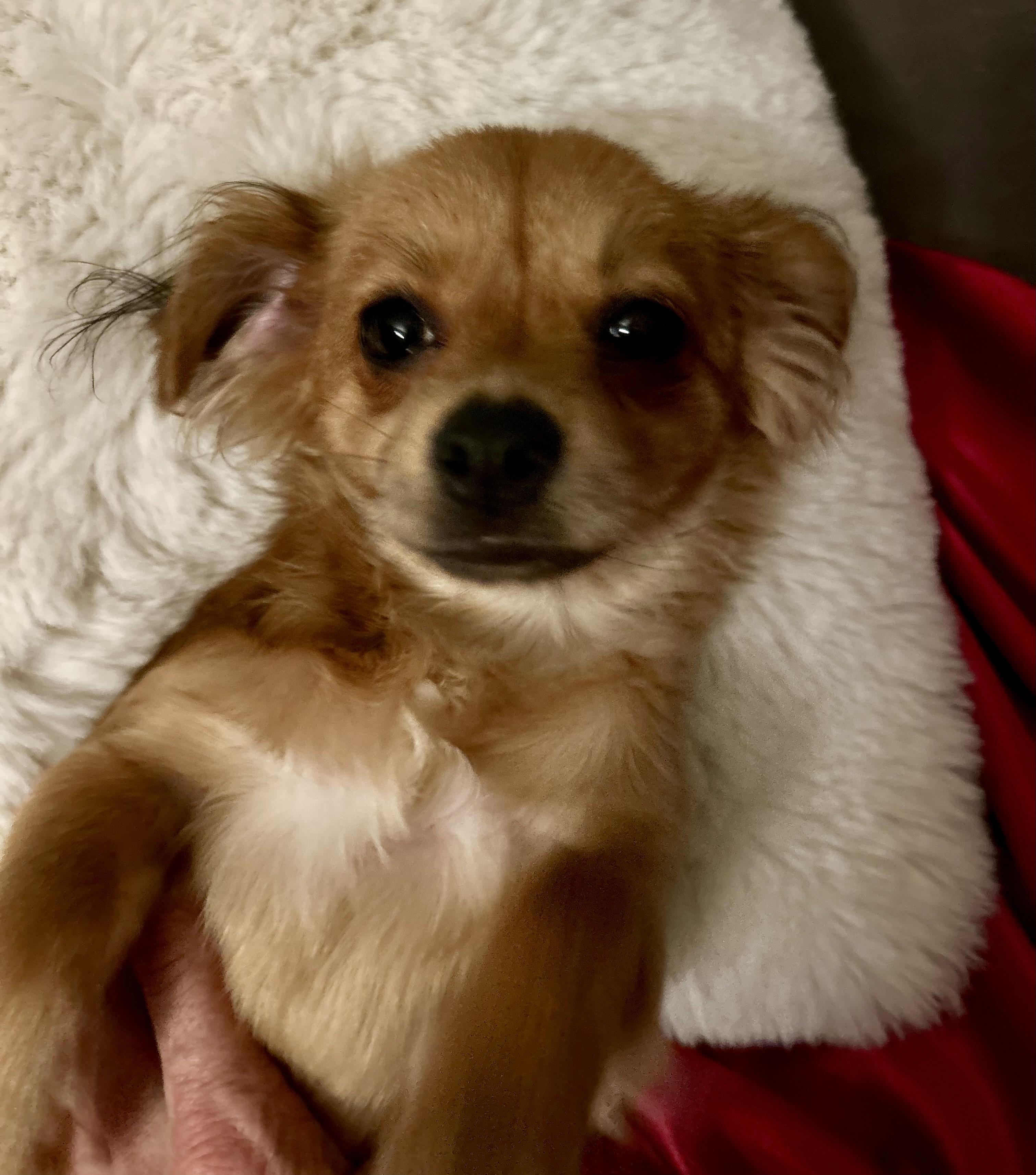 Ember, a Adoptable mixed breed in North Hollywood, CA image 1/6