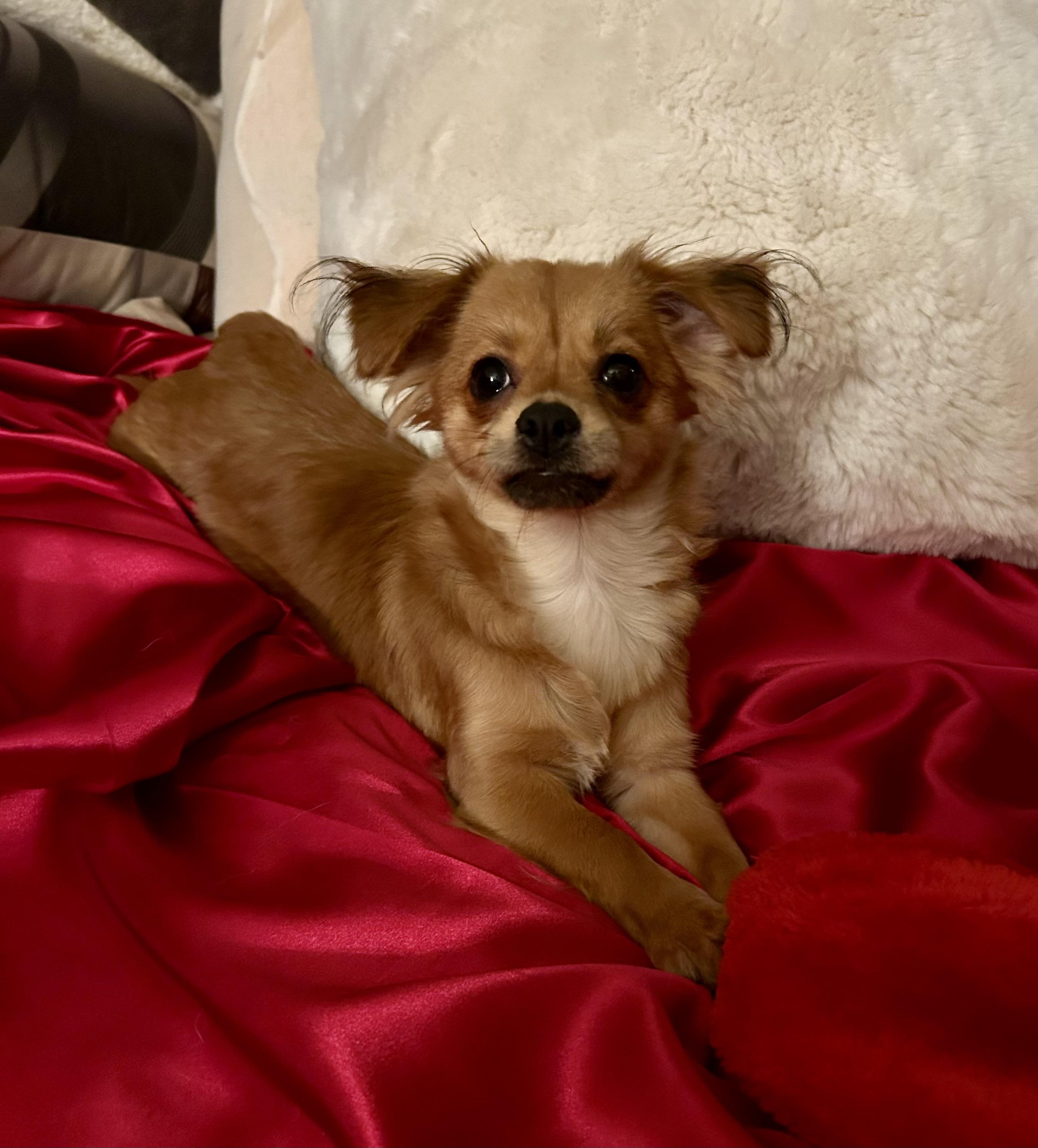 Ember, a Adoptable mixed breed in North Hollywood, CA image 2/6