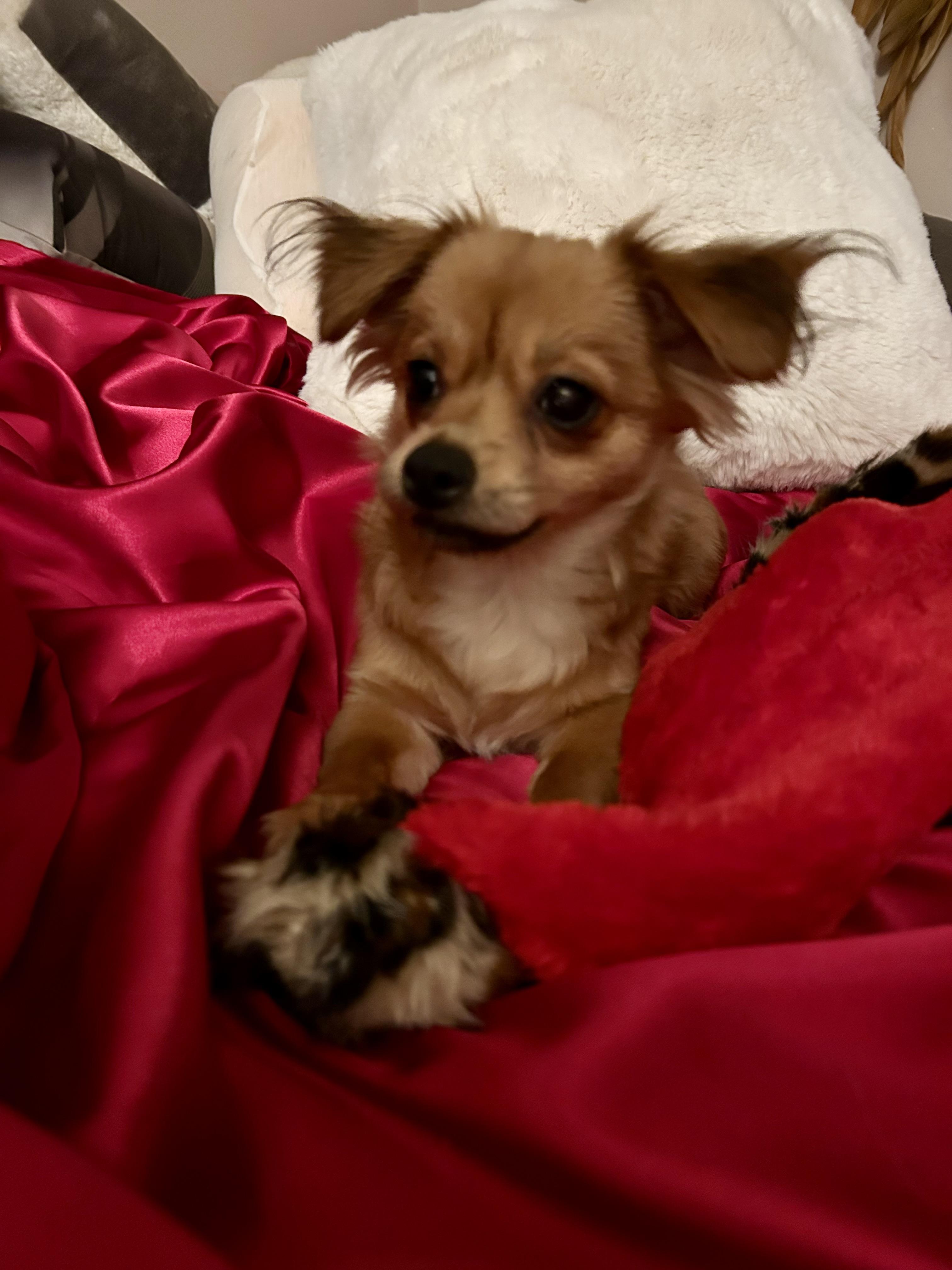 Ember, a Adoptable mixed breed in North Hollywood, CA image 3/6