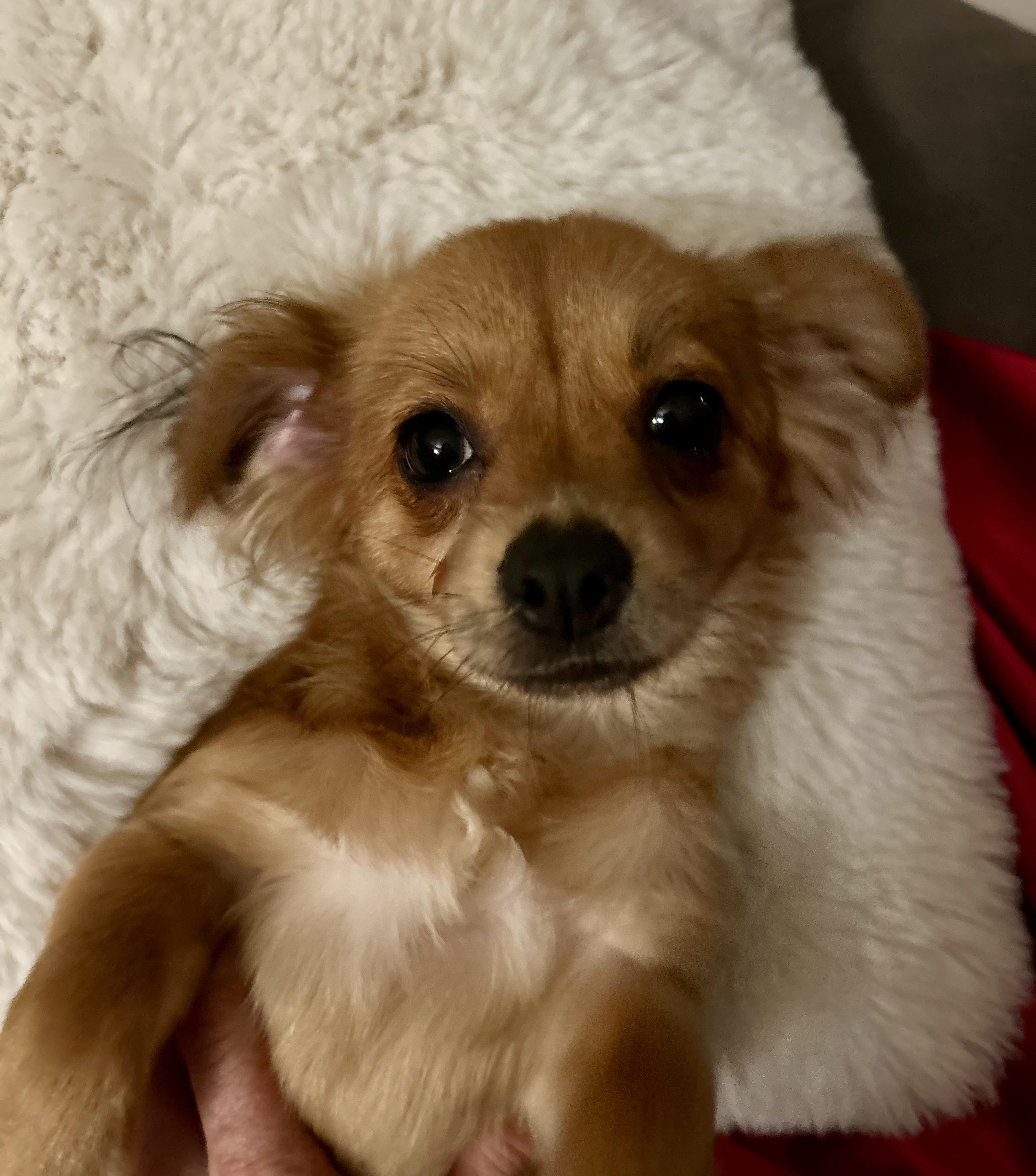 Ember, a Adoptable mixed breed in North Hollywood, CA image 4/6