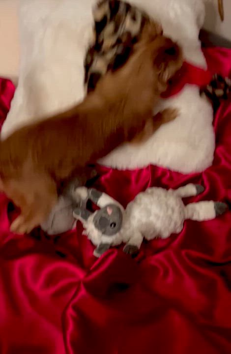 Enlarge Ember, a Adoptable mixed breed in North Hollywood, CA video 5/6