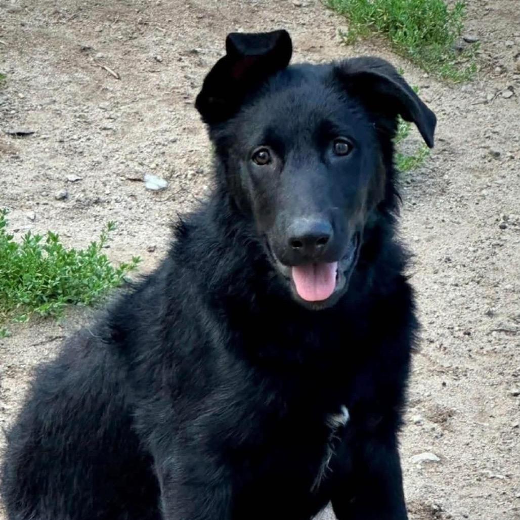 TJ, Adoptable, Adult Male German Shepherd Dog & Chesapeake Bay Retriever.