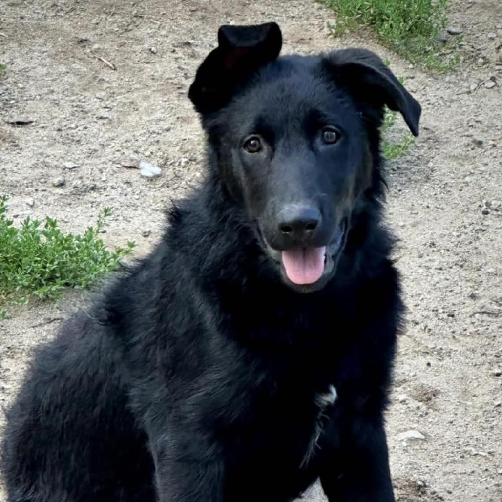 Enlarge TJ, a Adoptable mixed breed in Oxford, ME image 2/2