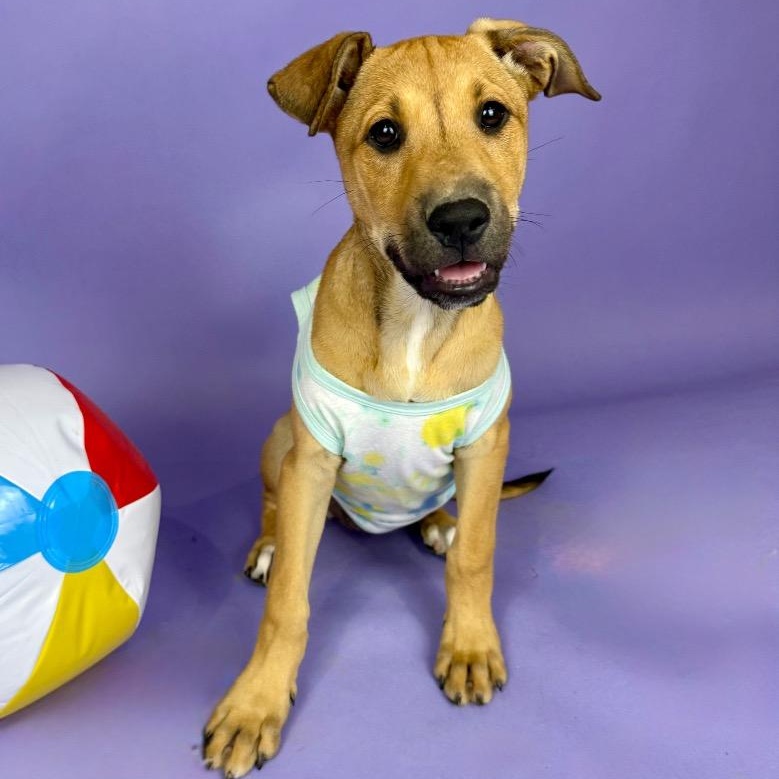 Enlarge Aransas, a ADOPTABLE mixed breed in Bellevue, WA image 2/3