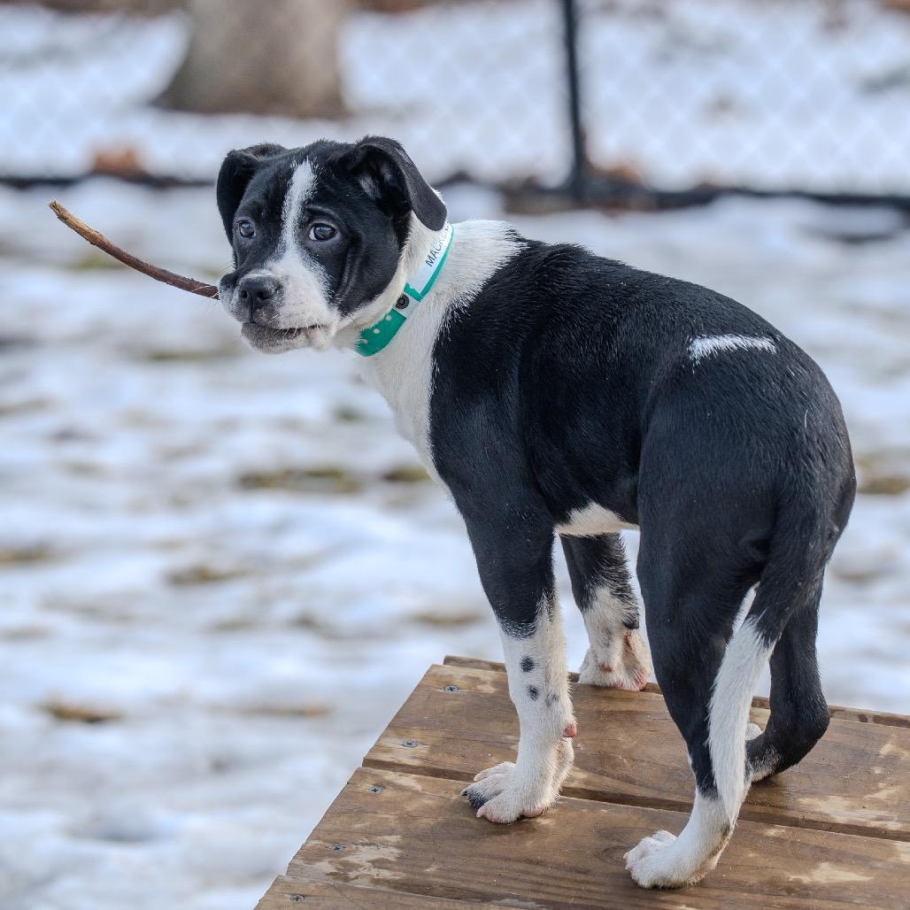 Mackenzie, Adoptable, Puppy Female Hound & Terrier.