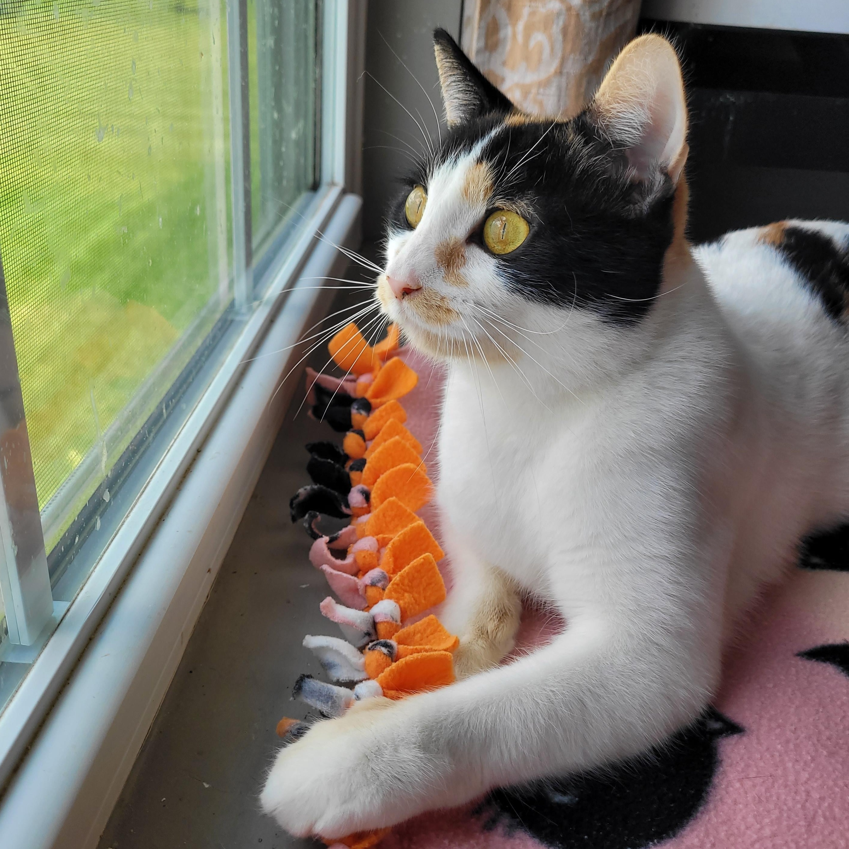 Mavis, a ADOPTABLE Domestic Short Hair in Indianapolis, IN image 4/6
