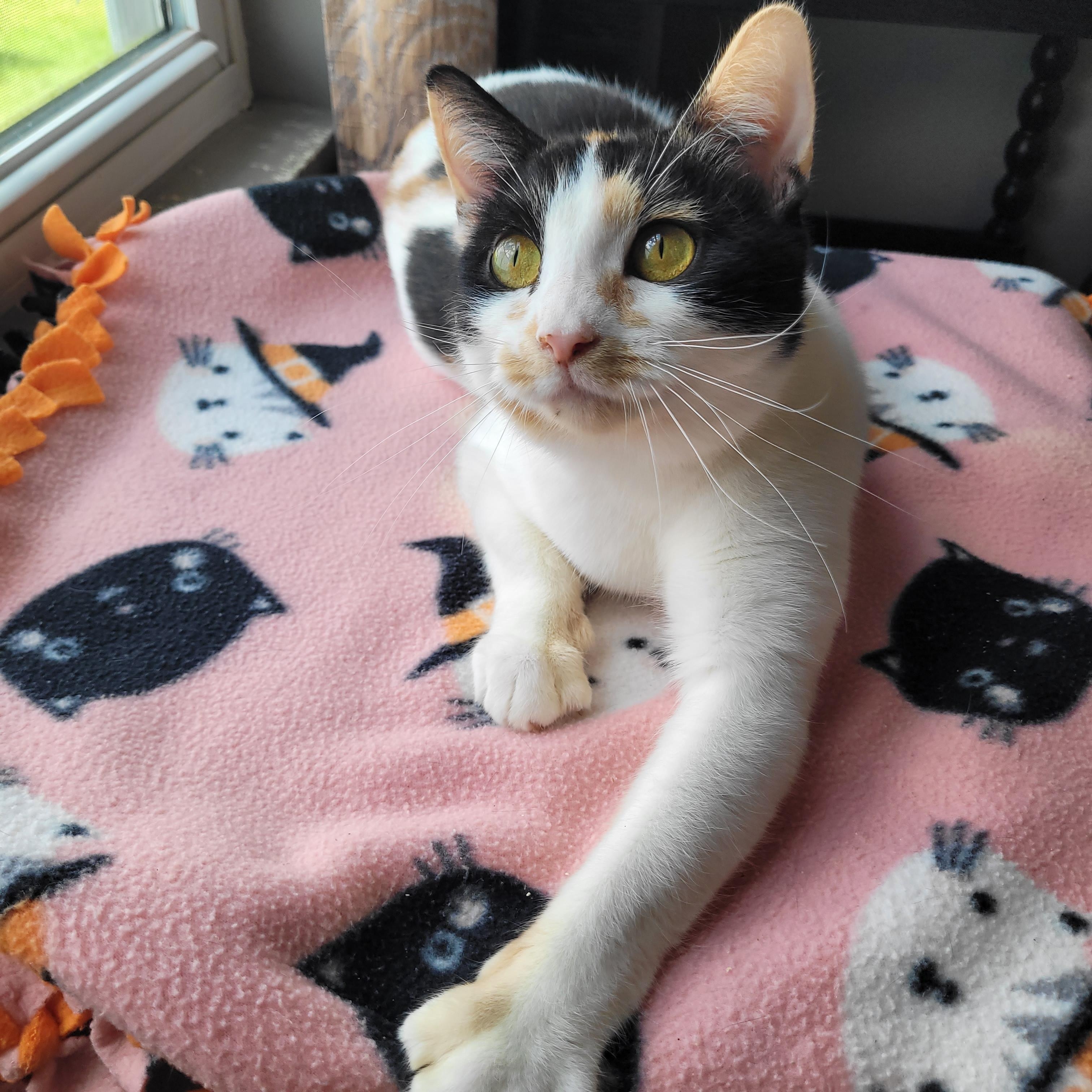 Mavis, ADOPTABLE, Young Female Domestic Short Hair.
