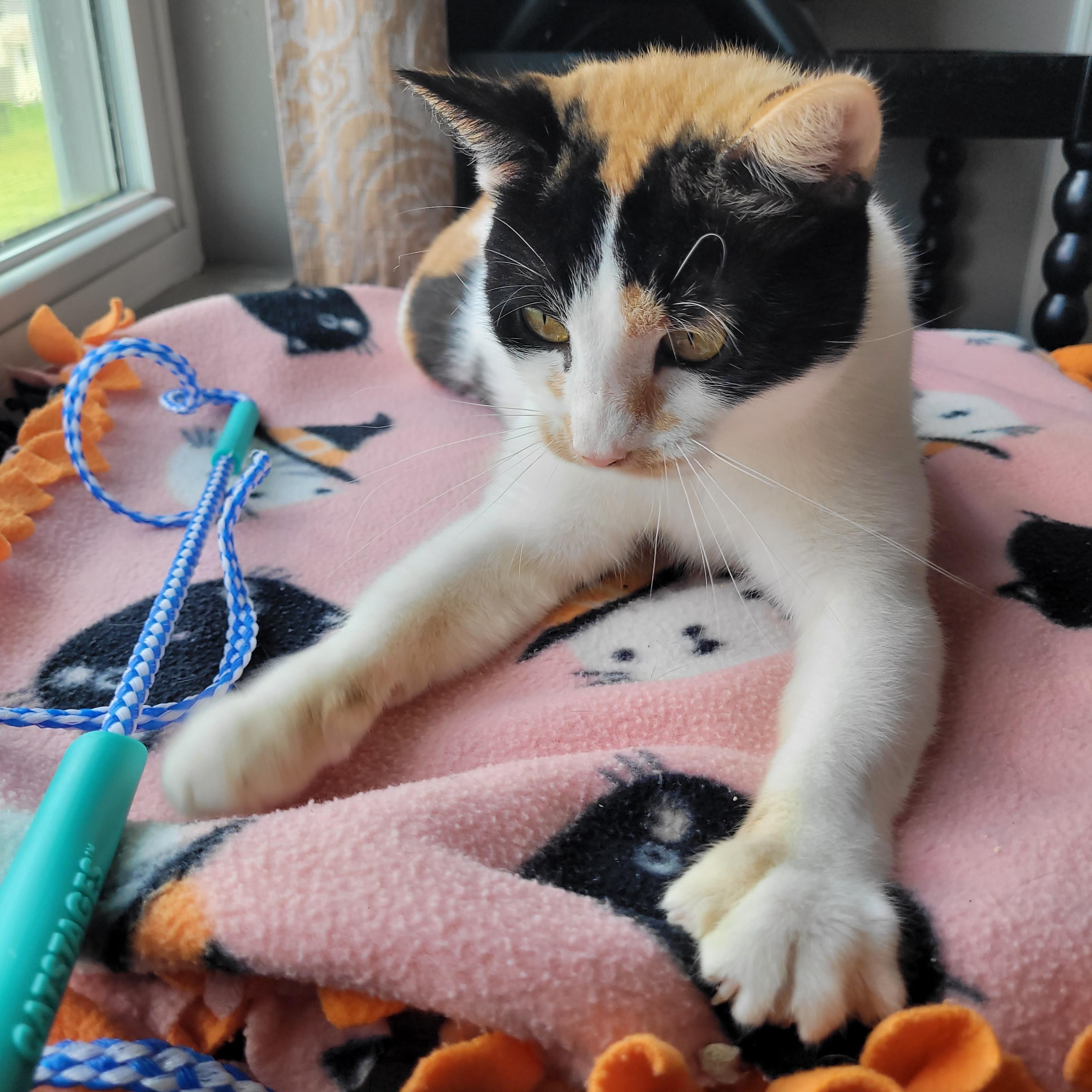 Mavis, a ADOPTABLE Domestic Short Hair in Indianapolis, IN image 3/6