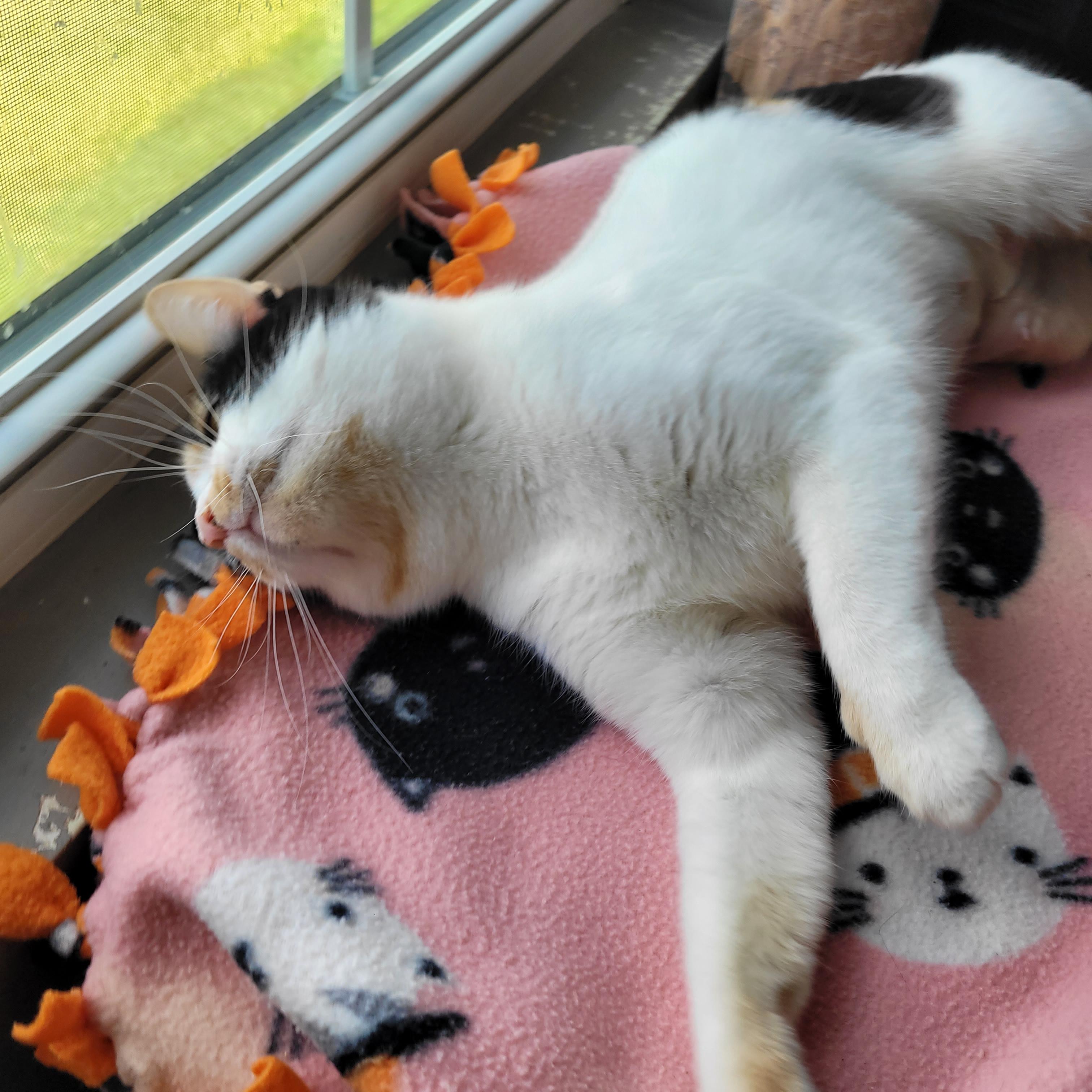 Mavis, a ADOPTABLE Domestic Short Hair in Indianapolis, IN image 5/6