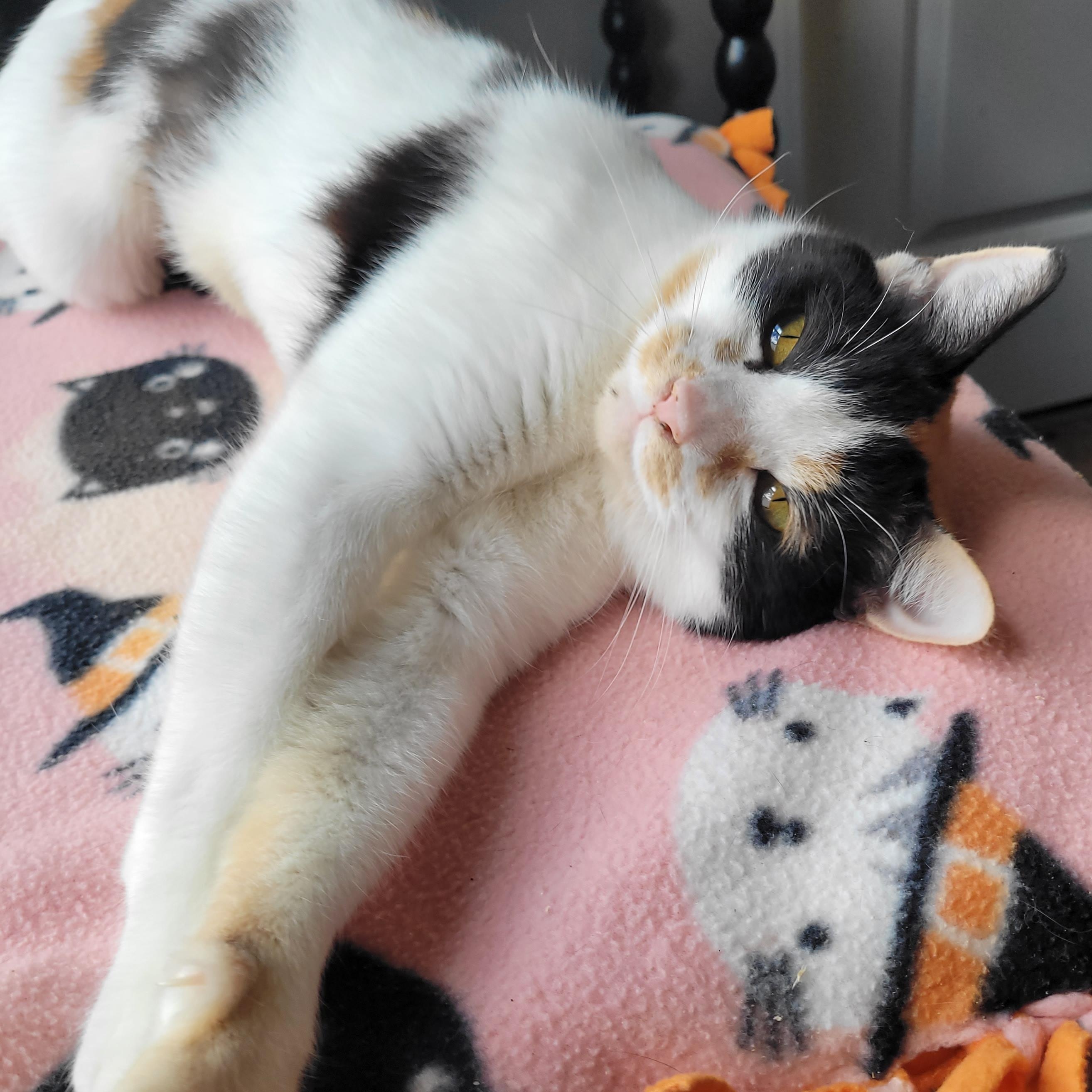 Mavis, a ADOPTABLE Domestic Short Hair in Indianapolis, IN image 2/6