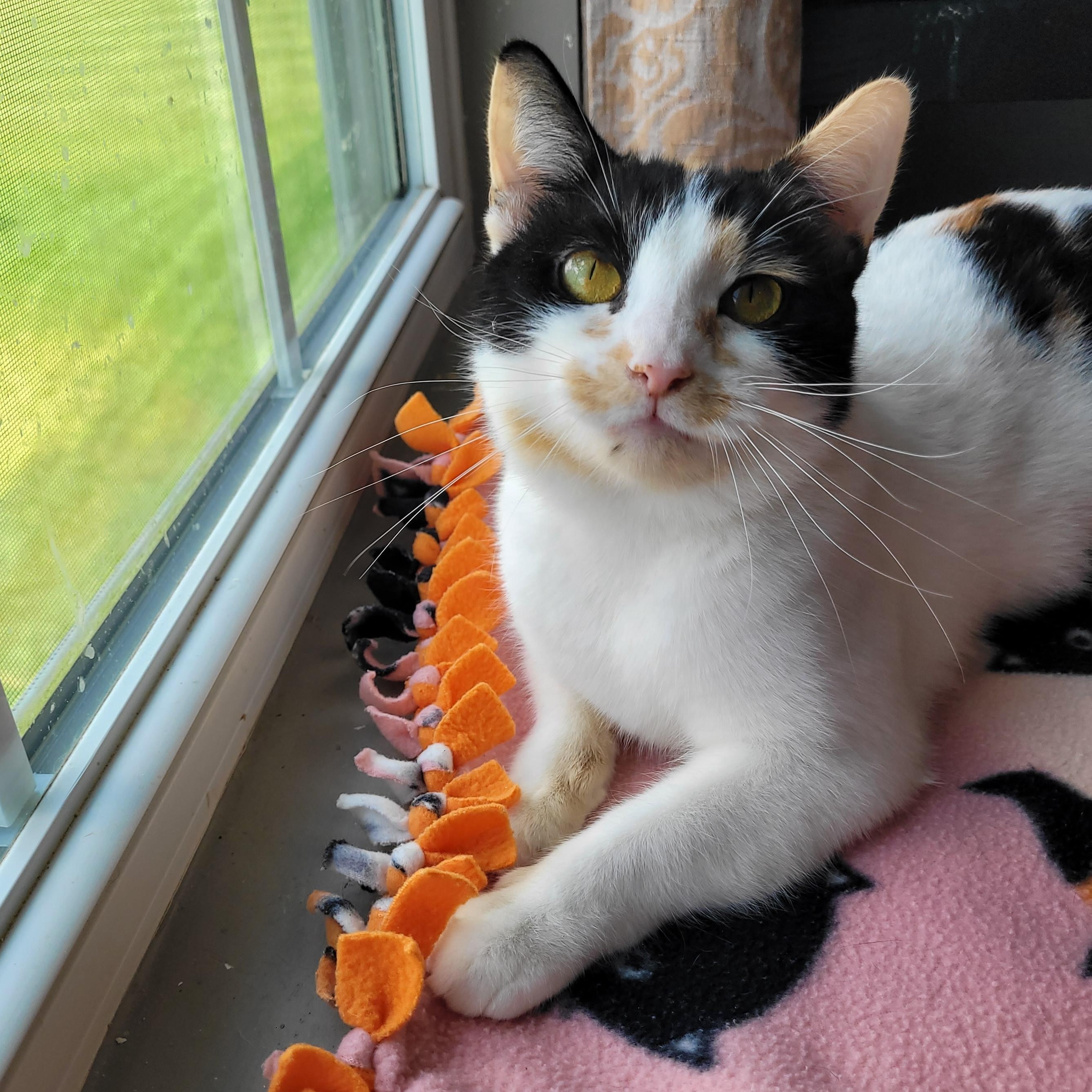 Mavis, a ADOPTABLE Domestic Short Hair in Indianapolis, IN image 6/6