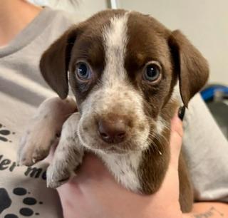 Enlarge Zoey, an adopted mixed breed in Winter Haven, FL image 2/2
