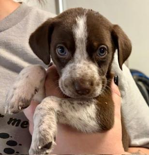 Zoey, adoptable, Puppy Female Australian Shepherd & German Shorthaired Pointer.