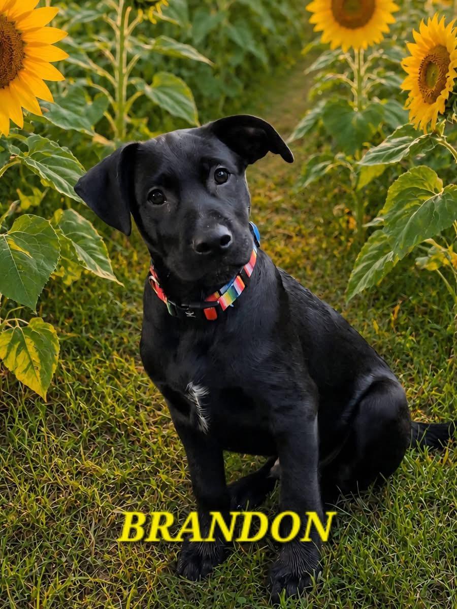 Enlarge BRANDON, an adopted mixed breed in Schnecksville, PA image 1/1