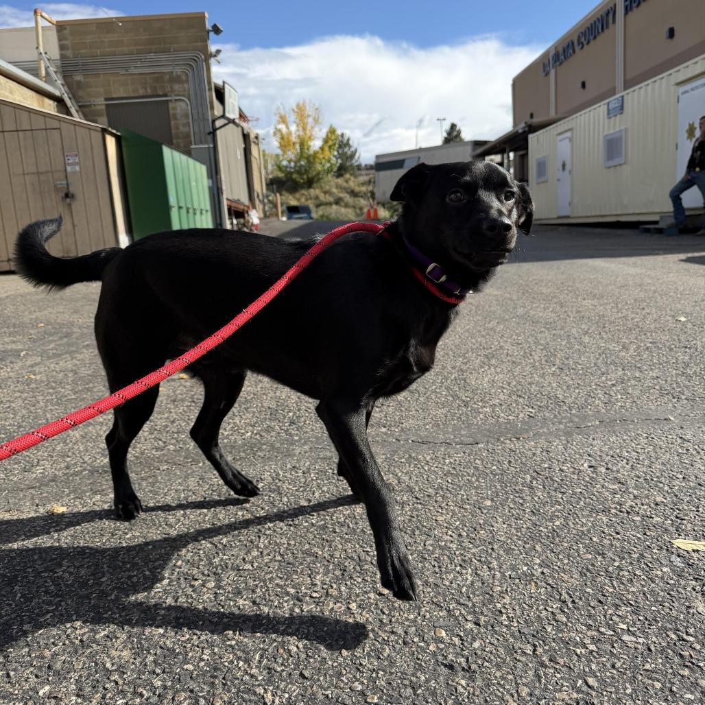 Max, Adoptable, Young Male Shepherd.