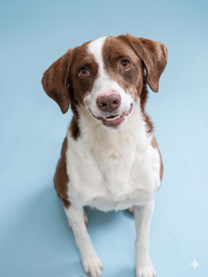 Rudy, Adoptable, Adult Male Australian Shepherd & Mixed Breed.
