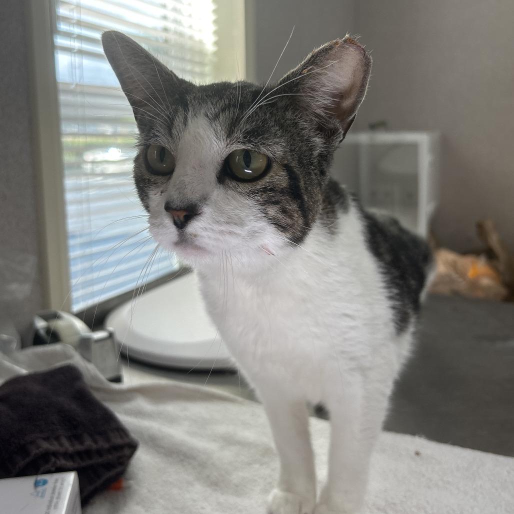 Victor — thumbnail 2