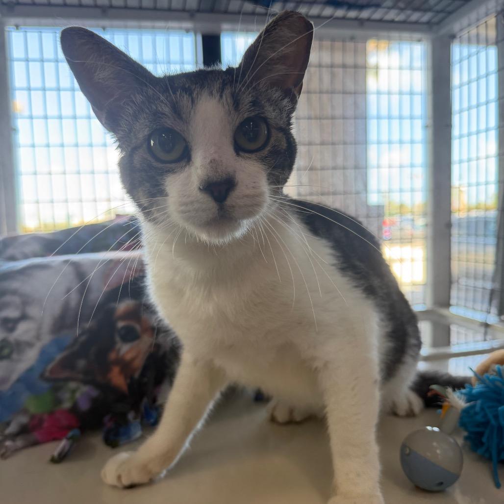 Victor — thumbnail 3