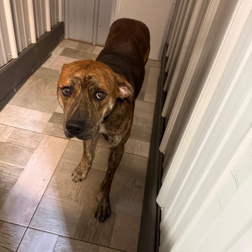 doug, Adoptable, Adult Male Mixed Breed.