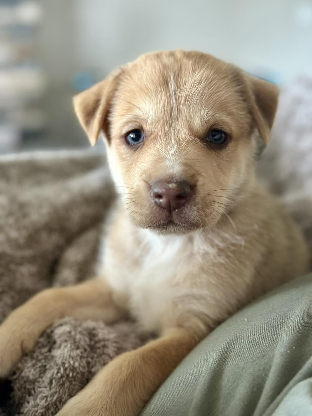 Easter Candy Litter- Peep, Adoptable, Young Male German Shepherd Dog & Siberian Husky.