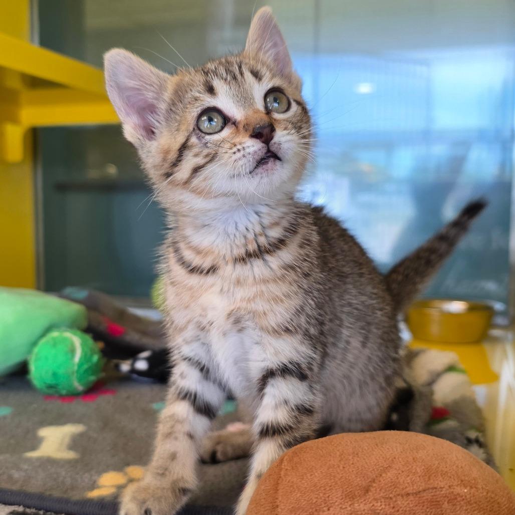 Tulip, Adoptable, Kitten Female Domestic Short Hair.