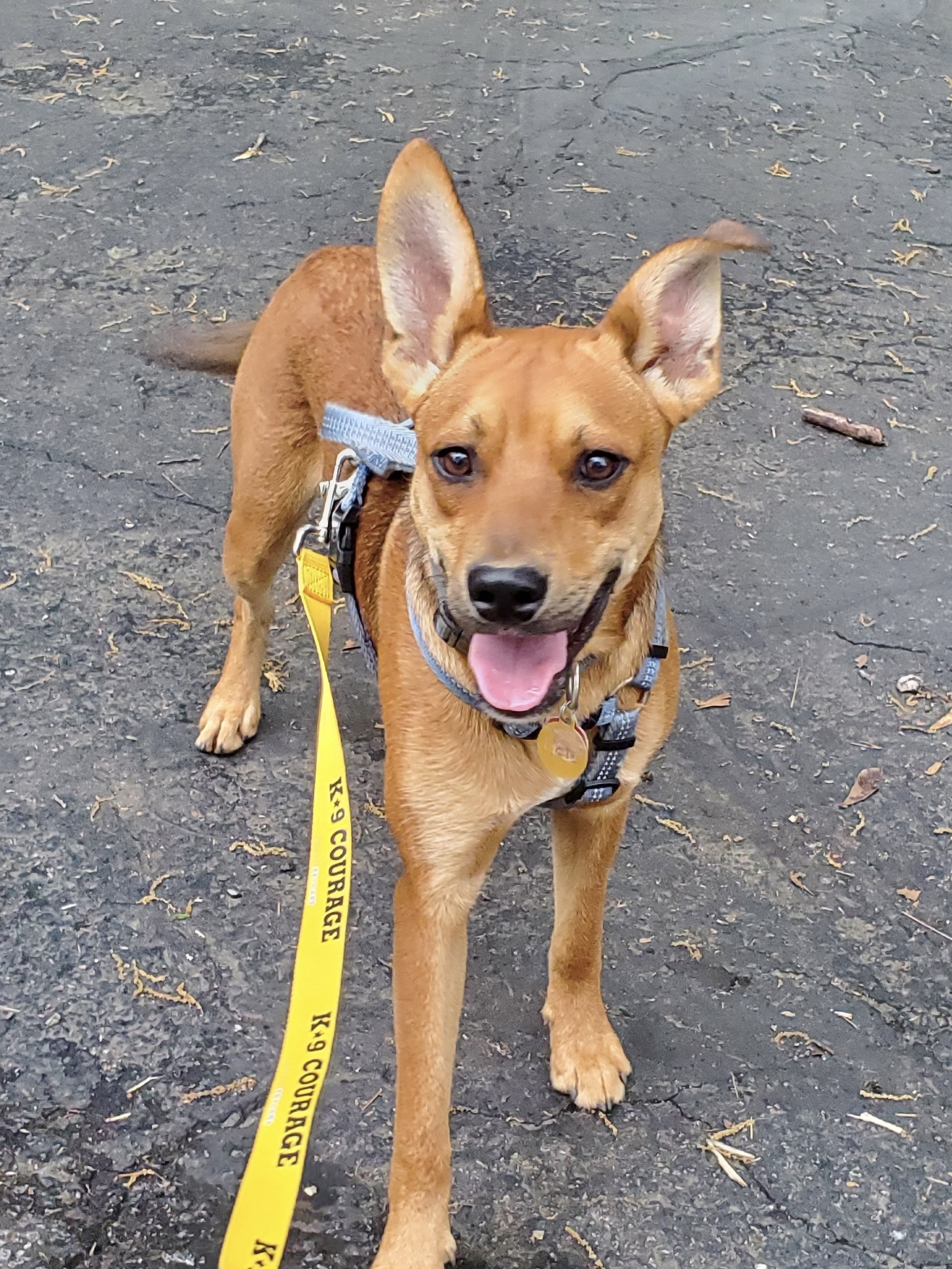 Enlarge Pete, a Adoptable Mixed Breed in Anderson , SC image 2/4