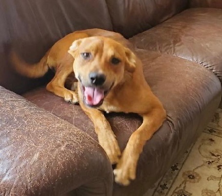 Enlarge Pete, a Adoptable Mixed Breed in Anderson , SC image 4/4